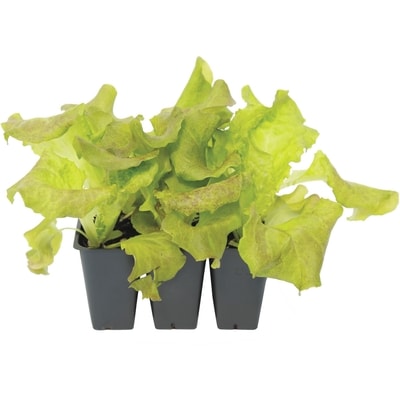 null Légumes 606, emb. de 6 1 ea, 5,00 $/1ch