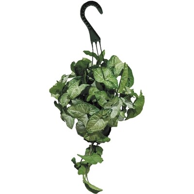 Tropical Hanging Basket