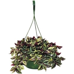 null Paniers Plante Tropicale Suspend Assortis 1 ea, 28,00 $/1ch