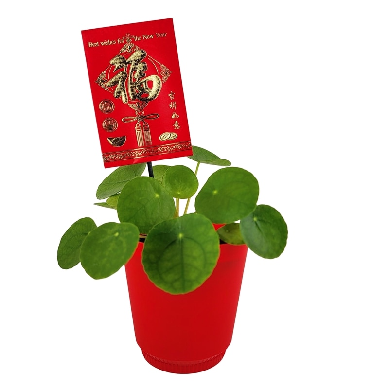 Pilea, 4 Inch