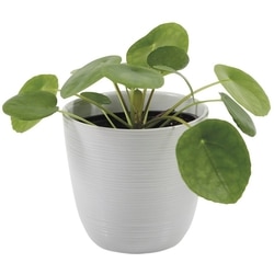 null Plante Pilea de 4 pouces dans un pot amélioré 1 ea, 11,00 $/1ch