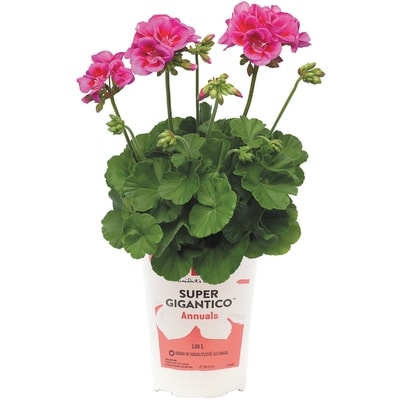 President's Choice Annual Planter 6 Inch 1 ea, $9.00/1ea