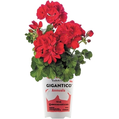 President's Choice President's Choice® Gigantico Annuals 1 ea, $5.50/1ea