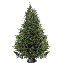 President's Choice Christmas Tree Fraser 1 ea, $59.99/1ea