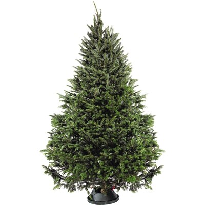President's Choice Christmas Tree Fraser 1 ea, $59.99/1ea