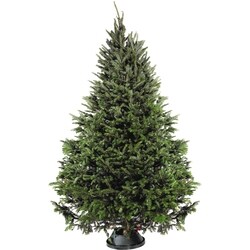 le Choix du Président PC CHRISTMAS TREE FRASER 1 ea, 65,00 $/1ch