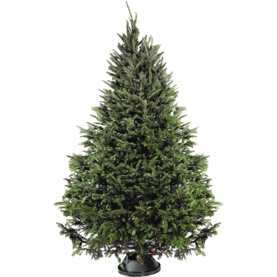 le Choix du Président PC CHRISTMAS TREE FRASER 1 ea, 65,00 $/1ch