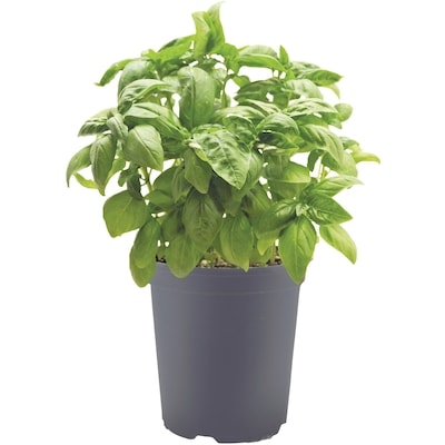 null Potted Basil, 6-inch 1 ea, $5.00/1ea