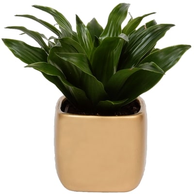 null 3-inch Tropical Plant 1 ea, $5.88/1ea