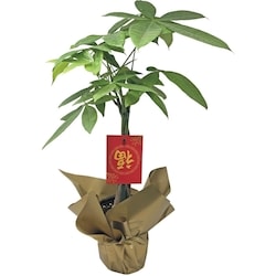 null 5-inch Money Tree  1 ea, $16.88/1ea
