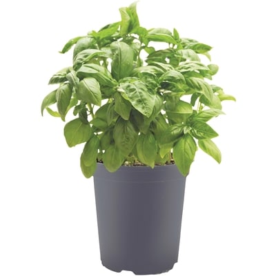 null Potted Basil, 6-inch 1 ea, $5.00/1ea