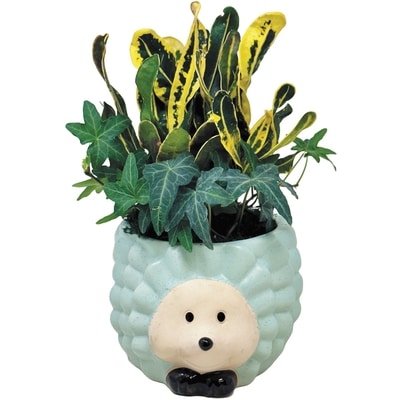 Novelty Citrus Planter