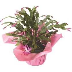 null Spring Cactus 1 ea, $10.00/1ea