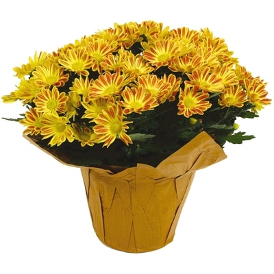 null Chrysanthemum 6-inch 1 ea, $8.00/1ea