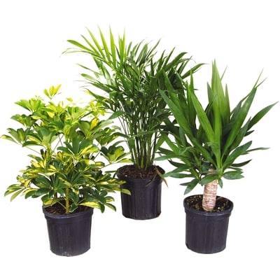 null Premium Tropical plant in pot, 10 inch 1 ea, $26.00/1ea