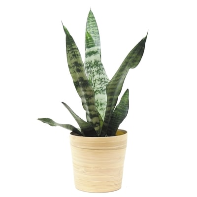 null Premium Tropical Plants In 6-inch Pots 1 ea, $15.00/1ea