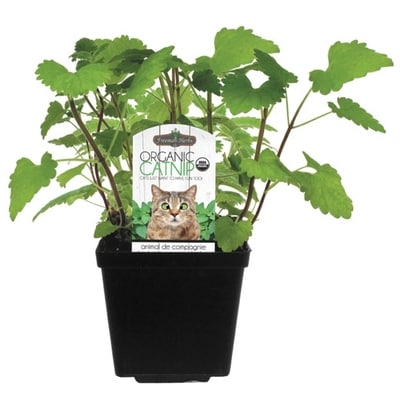 null Catnip 1 ea, $5.00/1ea