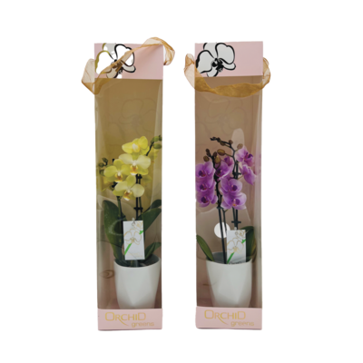 null Orchid in Gift Box 4-inch 1 ea, $24.00/1ea