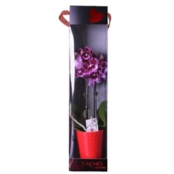 null Orchidée dans boîte cadeau 4 pouces 1 ea, 24,00 $/1ch