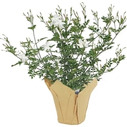null Jasmin 6 pouces 1 ea, 16,00 $/1ch