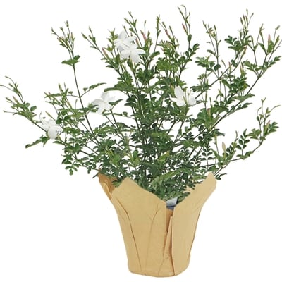 null Jasmin 6 pouces 1 ea, 16,00 $/1ch