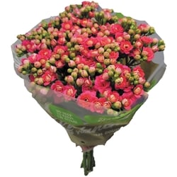 null Cut Kalanchoes, 5 stem 1 ea, $20.00/1ea