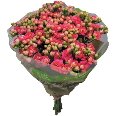 null Kalanchoé, 5 tiges 1 ea, 18,00 $/1ch