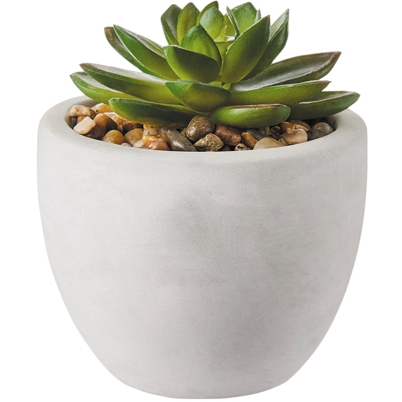 Mini Succulent In Cement Pot