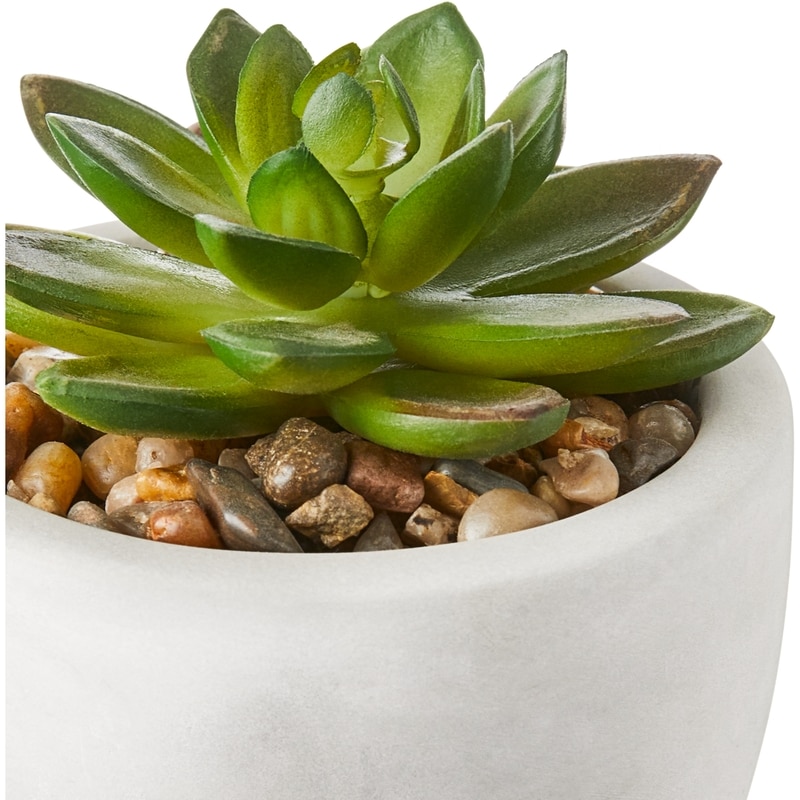 Mini Succulent In Cement Pot