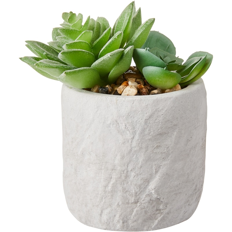 Mini Succulent In White Pot