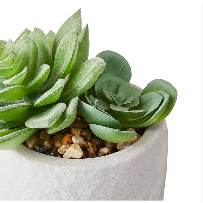 Mini Succulent In White Pot
