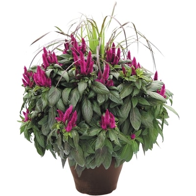 President's Choice Celosia grass planter 13-inch 1 ea, $25.00/1ea