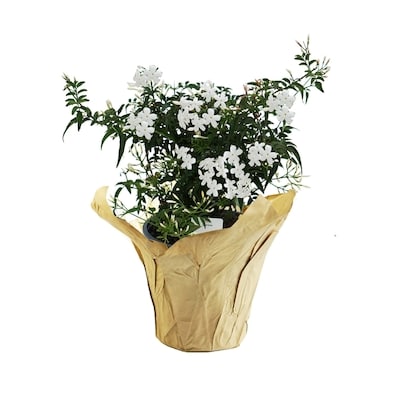 null Jasmin Rose 1 ea, 20,00 $/1ch