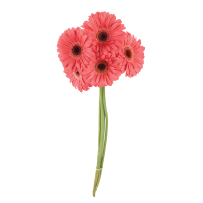 Gerbera Daisy Bunch
