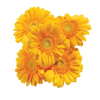 Gerbera Daisy Bunch