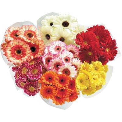 le Choix du Président Bouquet de gerbera 1 ea, 12,00 $/1ch