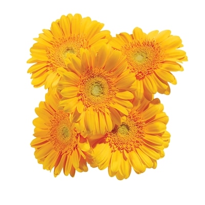 Bouquet de gerberas