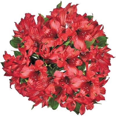 President's Choice Alstroemeria bunch 1 ea, $12.00/1ea