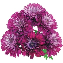 le Choix du Président Bouquet de chrysanthèmes avec tiges éboutonnées 1 ea, 12,00 $/1ch