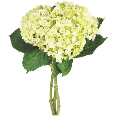 President's Choice Hydrangea bunch 1 ea, $12.00/1ea