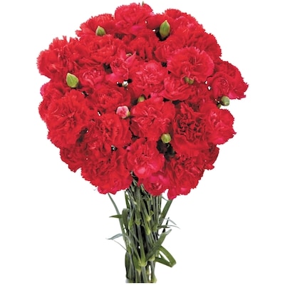 le Choix du Président Bouquet de mini-œillets 1 ea, 12,00 $/1ch