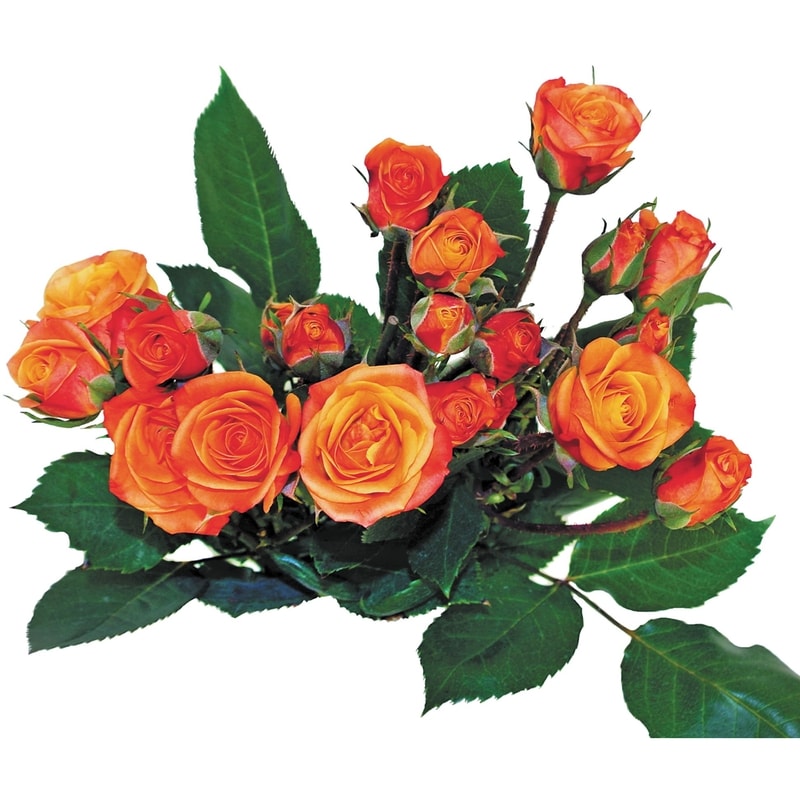 President's Choice Spray Rose bunch - 1 ea | Zehrs