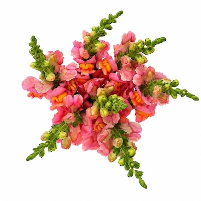 null Snapdragon Bunch 1 ea, $12.00/1ea
