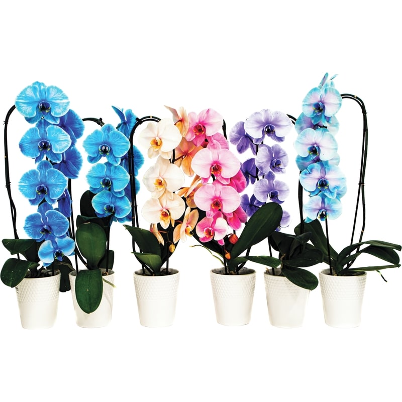 Gem Infused Orchid, 5-Inch