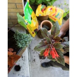 Miracle Gro Potting Mix - 1 ea | Zehrs