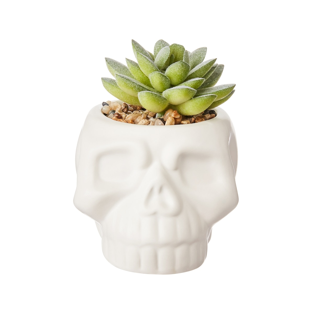 null 5IN  Ceramic Skull With Succulents -A   1 ea, $6.00/1ea