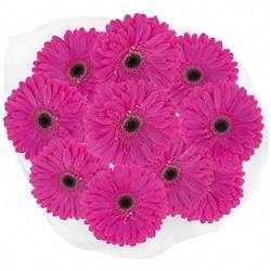null Bouquet de mini-gerberas 1 ea, 12,00 $/1ch