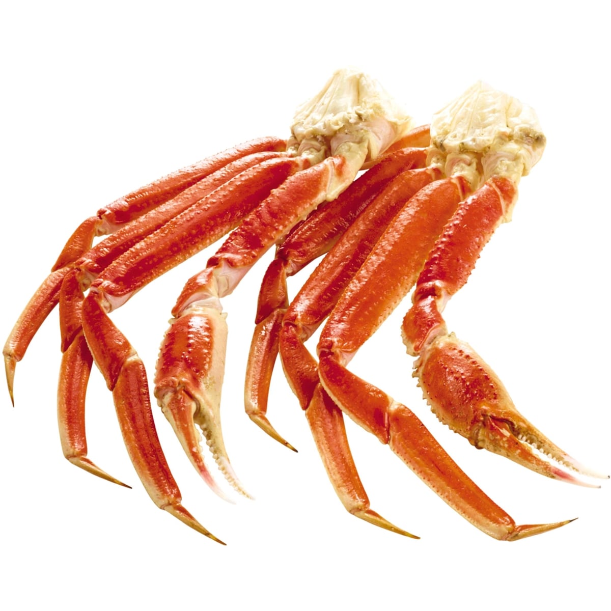 Frozen Snow Crab Clusters