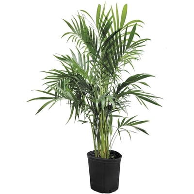 null Cat Palm 10-Inch 1 ea, $30.00/1ea