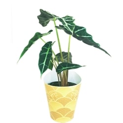 null LNY Tropical 4-inch 1 ea, $6.88/1ea